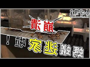 螞蟻窩 牆壁